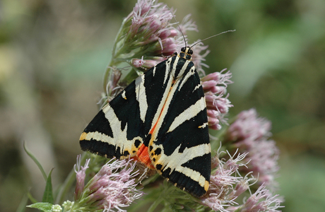 Russischer Bär, Spanische Fahne (Euplagia quadripunctaria ) - © Leo Kuzmits